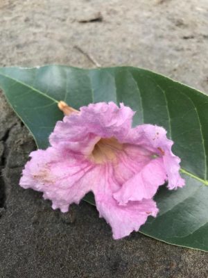 Guayacon arosado flor